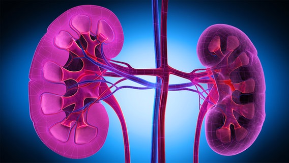 Illustration von zwei menschlichen Nieren. © fotolia.com Foto: psdesign1L