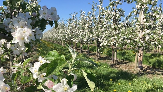 Blühende Obstbäume stehen in langen Reihen. © NDR Foto: Gitte Alpen