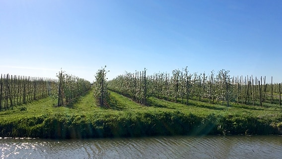 Blühende Obstbäume stehen in langen Reihen an einem Wasserlauf. © NDR Foto: Gitte Alpen