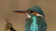 Aus dem Naturfilm "Tausend Moore, hundert Seen und ein Wald" mit Musik der NDR Radiophilharmonie: Zwei junge Fuchswelpen im grünen Gras. © coraxfilm 