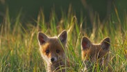 Aus dem Naturfilm "Tausend Moore, hundert Seen und ein Wald" mit Musik der NDR Radiophilharmonie: Zwei junge Fuchswelpen im grünen Gras. © coraxfilm 