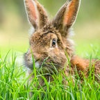 Ein Hase im Gras. © photocase Foto: Polarpx