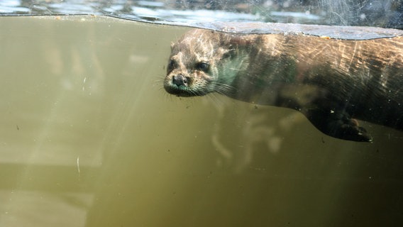 Ein Otter unter Wasser. © NDR Foto: Carmen Woisczyk
