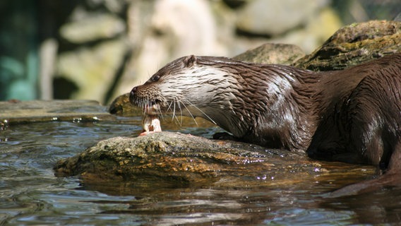 Ein Otter mit Fisch im Fluss. © NDR Foto: Carmen Woisczyk