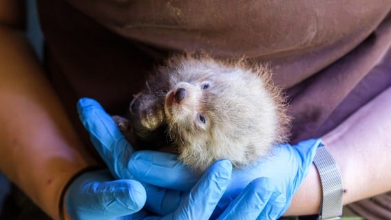 Ein neugeborener Panda-Bär im Zoo Schwerin © Zoo Rostock 