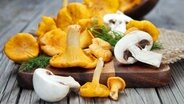 Frische Pfifferlinge und Champignons auf einem Holzbrett. © fotolia.com Foto: Iuliia Metkalova