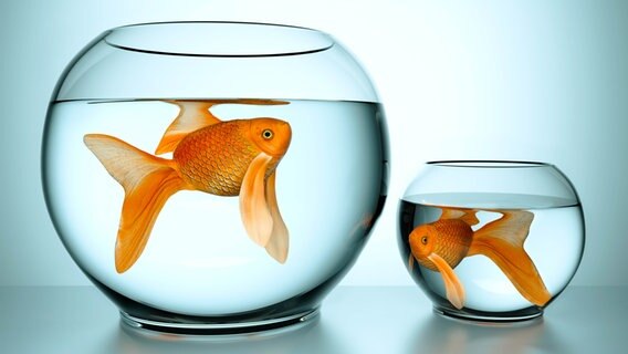 Ein Goldfisch in einem größeren und einen in einem kleineren Glas © fotomek Foto: fotomek
