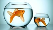 Ein Goldfisch in einem größeren und einen in einem kleineren Glas © fotomek Foto: fotomek