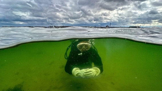 Natürlicher CO2-Speicher: Forscher pflanzen Seegras in der Ostsee an. © picture alliance/dpa Foto: Axel Heimken