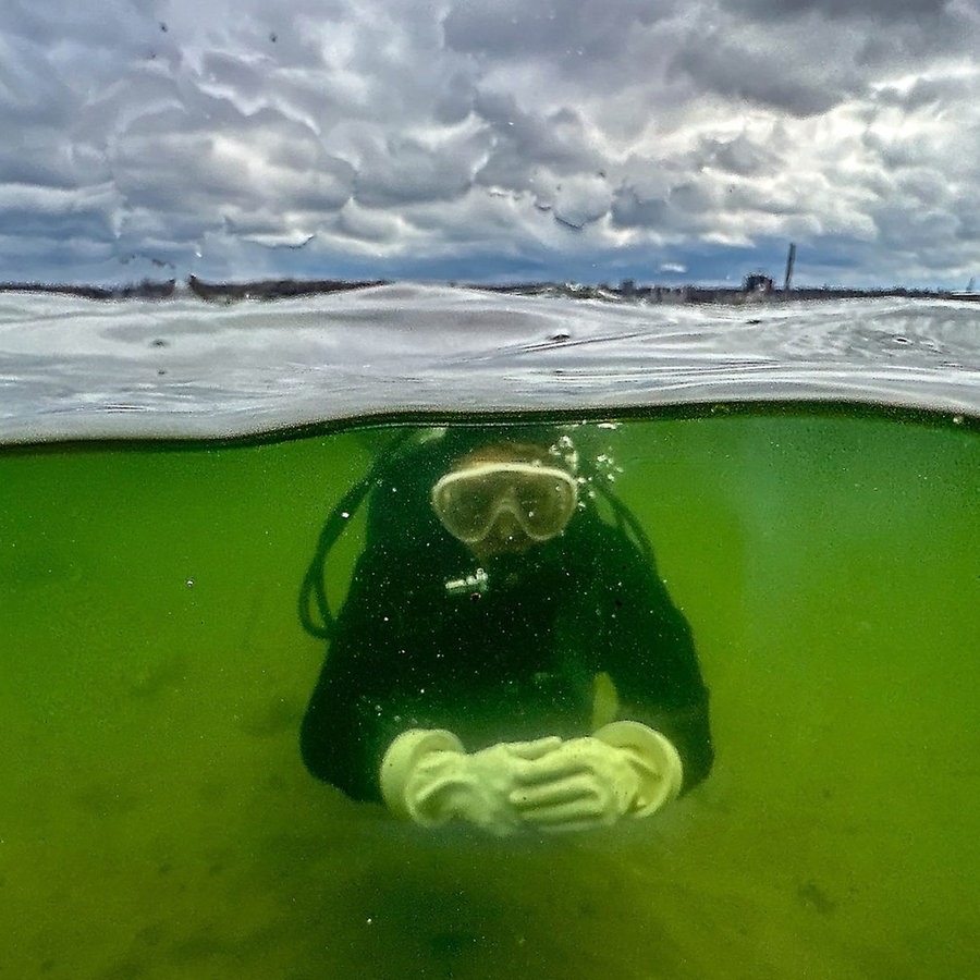 Natürlicher CO2-Speicher: Forscher pflanzen Seegras in der Ostsee an. © picture alliance/dpa Foto: Axel Heimken