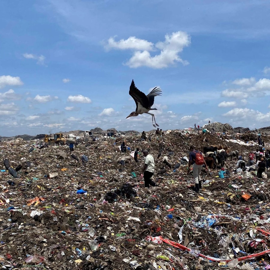 Ein Marabu Vogel fliegt über die Müllkippe in Nairobi in Kenia. © Flip 