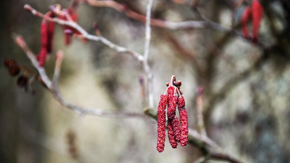 Twigs and male flowers (catkins) of a purple alder.  © Colorbox Photo: Cilla
