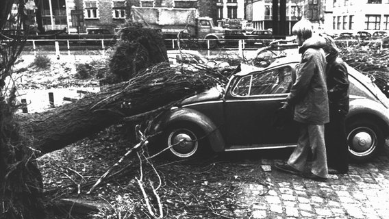 Passanten in Bremen betrachten am 13. November 1972 einen entwurzelten Baum, der auf ein Fahrzeug gestürzt ist. © picture-alliance / dpa | Rolf Kruse 