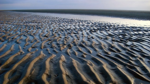 Das Wattenmeer bei Abendsonne. © picture alliance / Bildagentur-online Foto: M. Dietrich