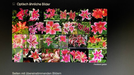 Screenshot einer Bildersuche bei Google, das Ergebnis zeigt viele Fotos von pinken Lilien © NDR Foto: Christian Kohlhof