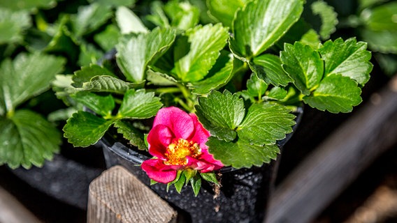 Erdbeerpflanze mit roter Blüte © NDR Foto: Udo Tanske