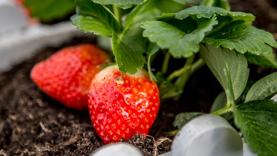 Zwei rote Erdbeeren © NDR Foto: Udo Tanske