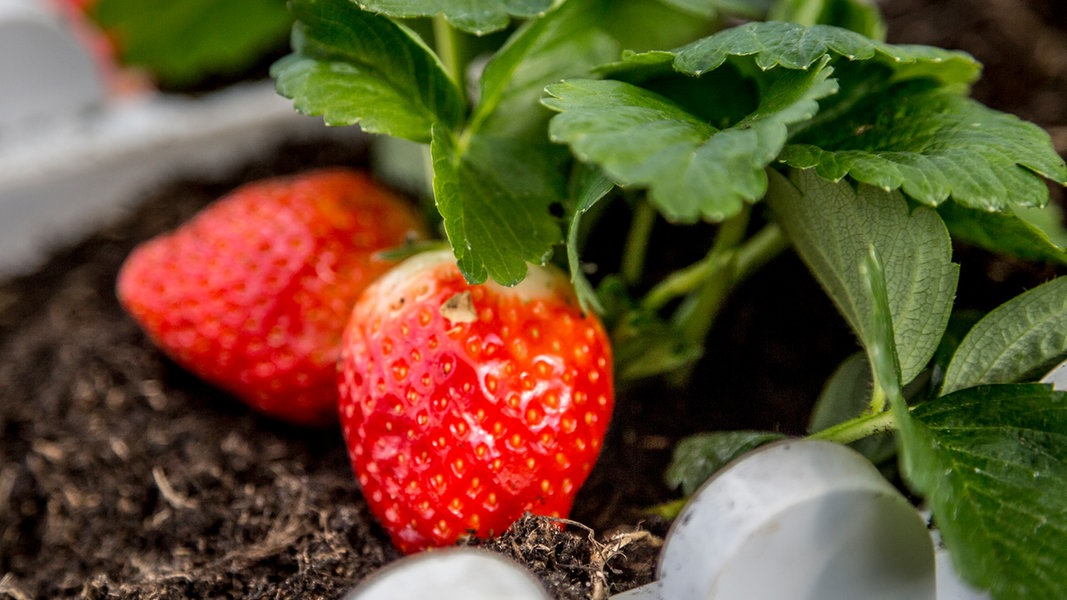 Erdbeeren im Frühling pflanzen: So klappt&amp;#39;s | NDR.de - Ratgeber ...
