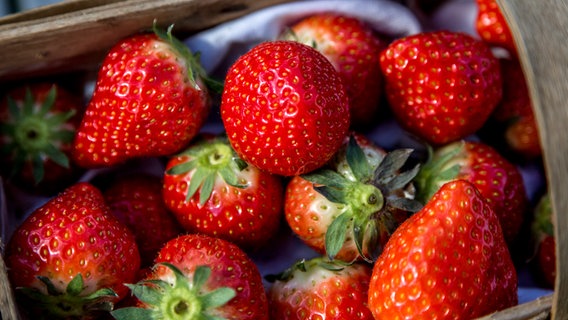 Erdbeeren in einem Korb © NDR Foto: Udo Tanske
