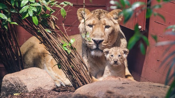 Löwenbaby Zoo Schwerin © Zoo Schwerin Foto: Sven P. Peter