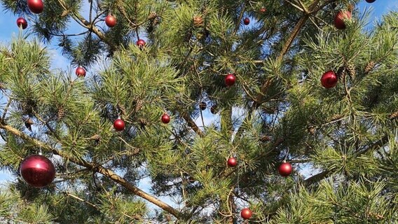 Ein geschmückter Baum steht dicht an einer Bundesstraße © NDR Foto: Stefan Pinnow