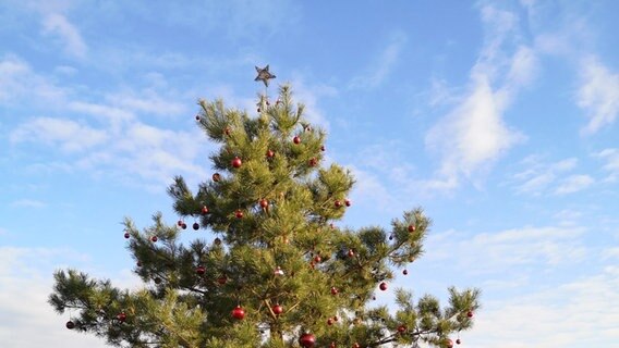 Ein geschmückter Baum steht dicht an einer Bundesstraße © NDR Foto: Stefan Pinnow