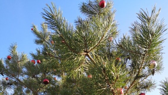 Ein geschmückter Baum steht dicht an einer Bundesstraße © NDR Foto: Stefan Pinnow
