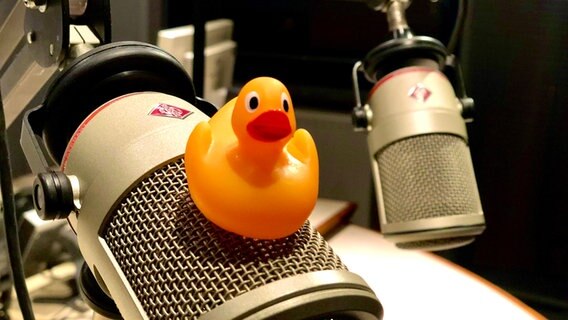 Der Tag der Quietscheente in MV NDR.de NDR 1 Radio MV