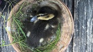 Ente Piepsi liegt in einem Körbchen. © NDR 