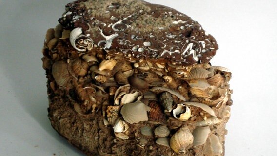 "Sternberger Kuchen", ein Sandstein gespickt mit Muscheln und Schnecken.  Foto: Uwe Grützmacher