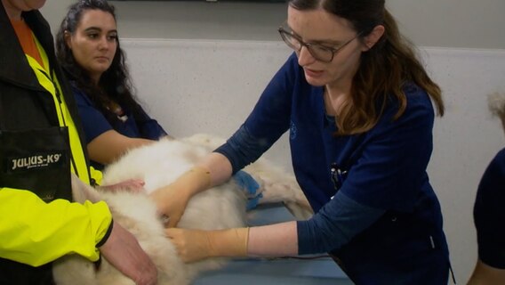 Ein Schäferhund beim Blutspenden © NDR 