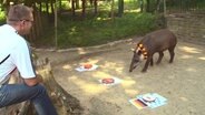 Ein Tapir steht vor mehreren Schalen mit Futter  