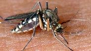 Eine Mücke sitzt auf menschlicher Haut und saugt Blut. © Picture-Alliance / ZB - Fotoreport 