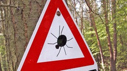 Danger!  Ticks in the forest © dpa 