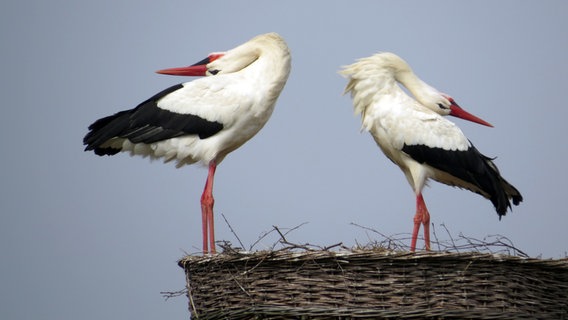 Zwei Störche stehen auf einem Nest. © Helmut Eggers Foto: Helmut Eggers