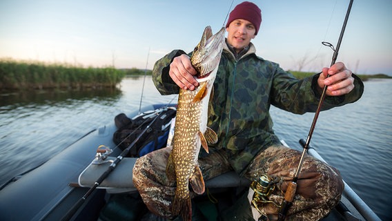 Ein Bootsangler präsentiert einen gefangenen Hecht Ein Bootsangler präsentiert einen gefangenen Hecht © Fotolia.com Foto: Dudarev Mikhail