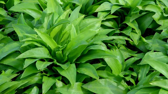 Wild garlic © Colourbox Photo: Maya Hiort Petersen