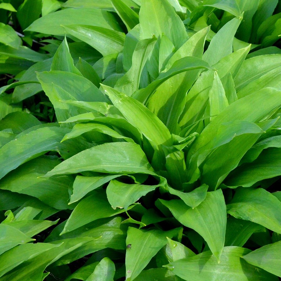Bärlauch pflanzen und ernten | NDR.de - Ratgeber - Garten