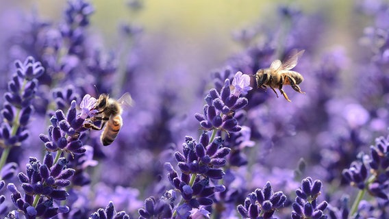 Bienen auf Lavendel-Blüten © NDR/Labo M GmbH 