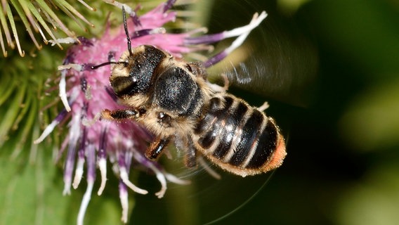 Blattschneiderbiene auf einer Blüte © NDR/Labo M GmbH 