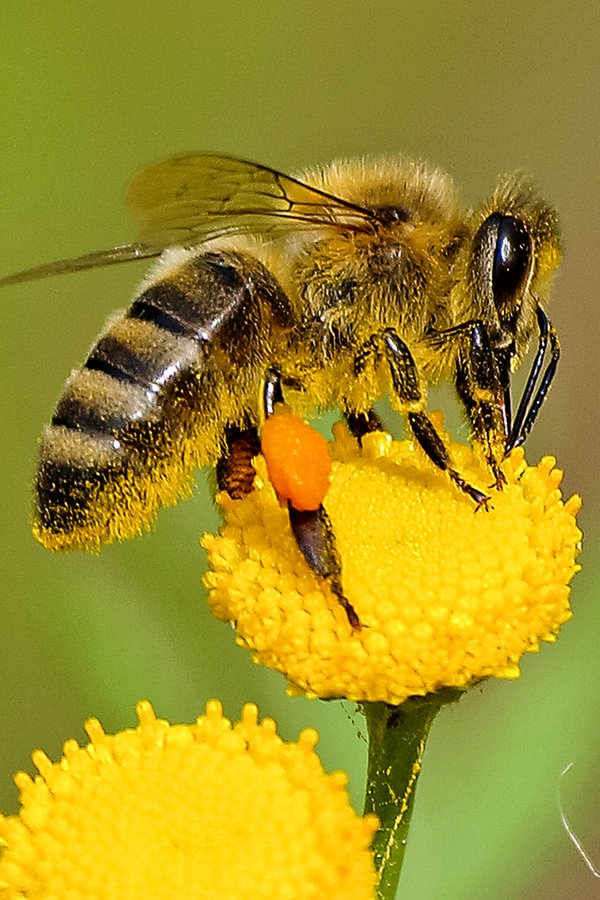 Ihre Fragen zum Thema Bienen | NDR.de - NDR 1 Niedersachsen - epg