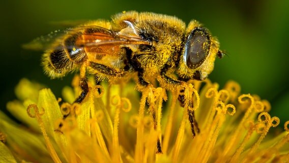 Honigbiene auf einer Blüte © NDR/Labo M GmbH 