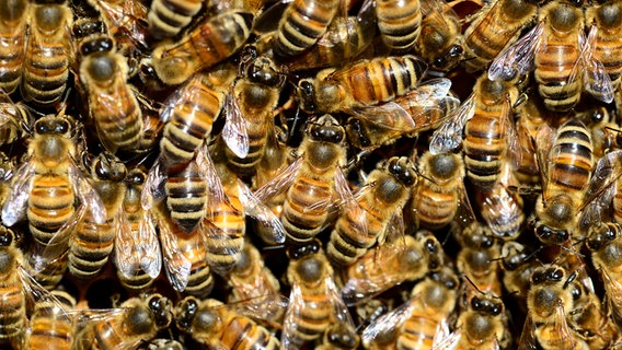 Ein Schwarm Honigbienen © NDR/Labo M GmbH 