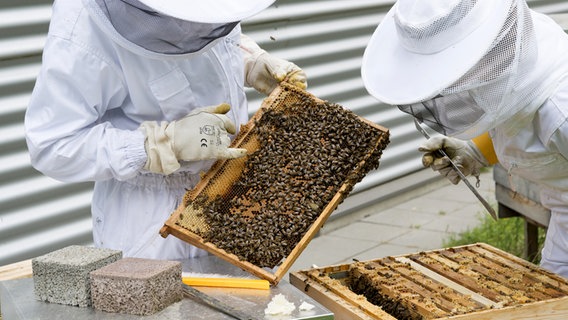 Zwei Imker mit Bienen. © NDR/Labo M GmbH 