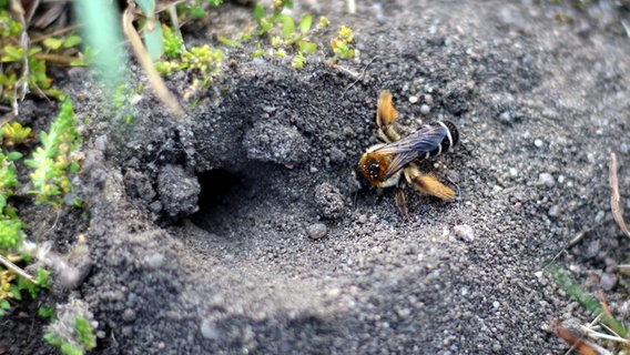 Wildbiene vor einer Wildbienenhöhle © NDR/Labo M GmbH 