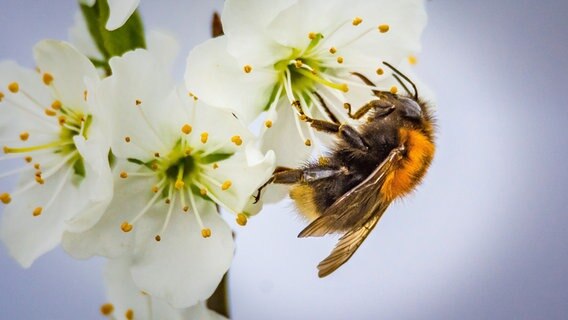 Wildbiene auf einer Blüte © NDR/Labo M GmbH 