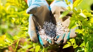Düngergranulat in Gartenhandschuhen. © fotolia Foto: Smichaeljung