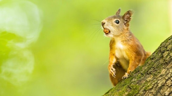 Eichhörnchen mit Haselnuss im Maul © imago/imagebroker Foto: Christoph Ruisz