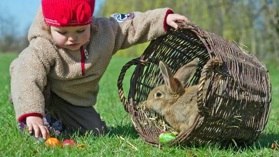 Ein Kleinkind sammelt Ostereier auf einer Wiese, daneben sitzt ein Kaninchen in einem Korb. © dpa Foto: Patrick Pleul