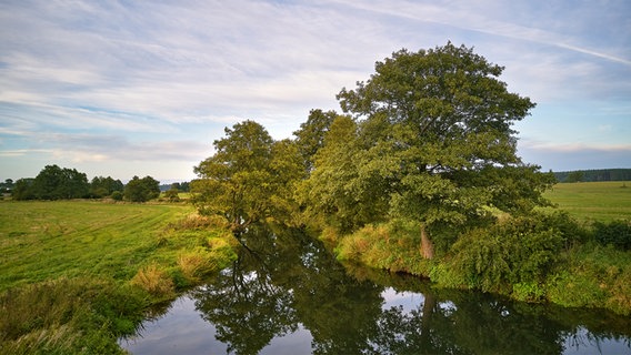 Erlenbaum am Flussufer. © Colourbox Foto: Maxim Weise